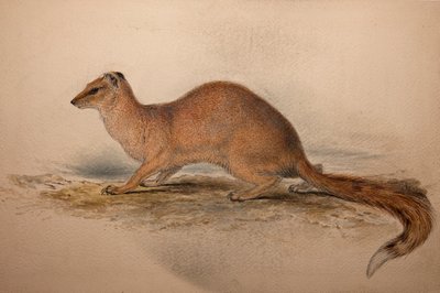 Cynictis steedmanii by Edward Lear